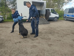 Policjantka i policjant prezentują pokaz posłuszeństwa psa