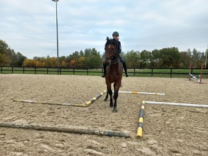 Policyjny jeździec na koniu podczas egzaminu