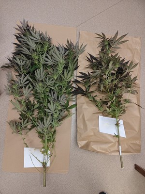 Ścięte rośliny, które zabezpieczyli policjanci