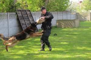 Pokaz psa służbowego.