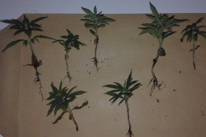 Zabezpieczone sadzonki.