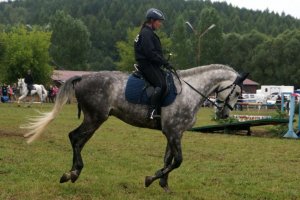 XVI Międzynarodowy Turniej Policji Konnej w Częstochowie.