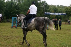 XVI Międzynarodowy Turniej Policji Konnej w Częstochowie.