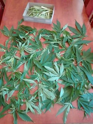 Zabezpieczone rośliny.