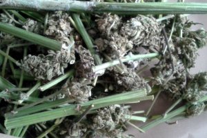 Zabezpieczone narkotyki.