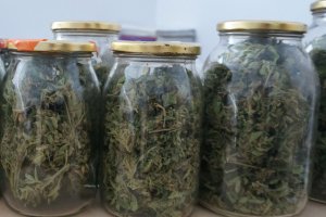Zabezpieczona marihuana.