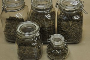 Zabezpieczona marihuana.