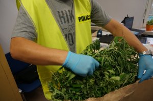 Zabezpieczone narkotyki.