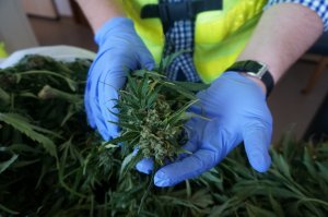 Zabezpieczone narkotyki.