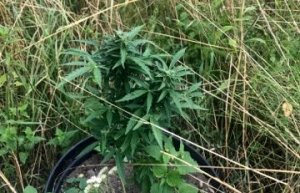 Zabezpieczone narkotyki.