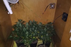 Zabezpieczone narkotyki.