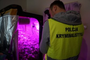 „Blokowa” plantacja konopi