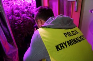 „Blokowa” plantacja konopi