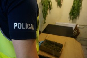 Dzielnicowi zlikwidowali plantację konopi