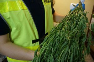 Dzielnicowi zlikwidowali plantację konopi