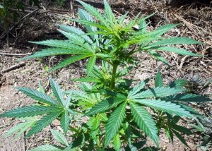 Zabezpieczone narkotyki