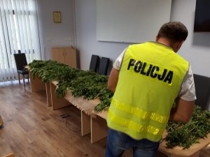 Zabezpieczone narkotyki