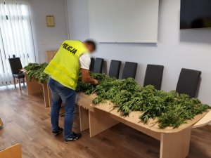 Zabezpieczone narkotyki