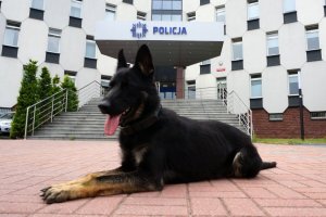 Abi – nowa „funkcjonariuszka” częstochowskiej policji
