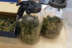 183 krzaki konopi i prawie 10 kg marihuany. Zdjęcia z miejsca zdarzenia.