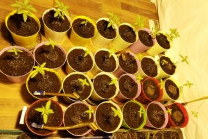 183 krzaki konopi i prawie 10 kg marihuany. Zdjęcia z miejsca zdarzenia.