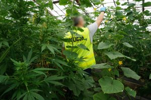 183 krzaki konopi i prawie 10 kg marihuany. Zdjęcia z miejsca zdarzenia.