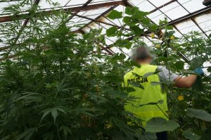 183 krzaki konopi i prawie 10 kg marihuany. Zdjęcia z miejsca zdarzenia.