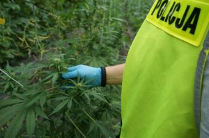 183 krzaki konopi i prawie 10 kg marihuany. Zdjęcia z miejsca zdarzenia.