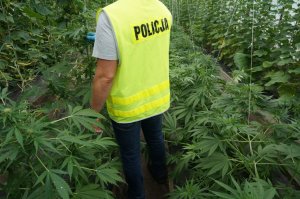 183 krzaki konopi i prawie 10 kg marihuany. Zdjęcia z miejsca zdarzenia.