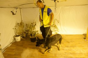 183 krzaki konopi i prawie 10 kg marihuany. Zdjęcia z miejsca zdarzenia.