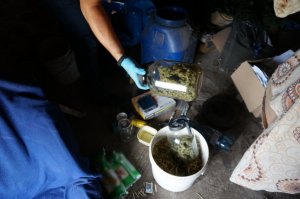 183 krzaki konopi i prawie 10 kg marihuany. Zdjęcia z miejsca zdarzenia.