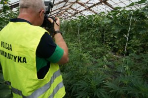 183 krzaki konopi i prawie 10 kg marihuany. Zdjęcia z miejsca zdarzenia.