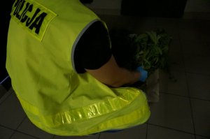 Zabezpieczone narkotyki.