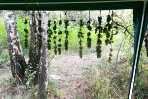 Zlikwidowana uprawa 840 krzewów konopi