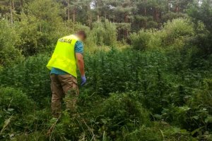 Zlikwidowana uprawa 840 krzewów konopi