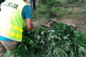 Zlikwidowana uprawa 840 krzewów konopi