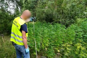 Zlikwidowana uprawa 840 krzewów konopi