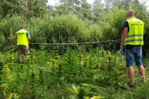 Zlikwidowana uprawa 840 krzewów konopi