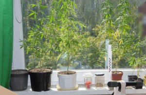 Zabezpieczone substancje.