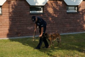 Policjanci i Piorun przed KMP w Częstochowie.