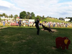 pies służbowy Sara ze swoim opiekunem podczas ćwiczeń z agresywnym przeciwnikiem - policjant trzyma na ręce specjalną rękawicę, pies atakuje