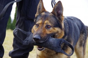 pies służbowy w pysku ma zabawkę dla psów policyjnych