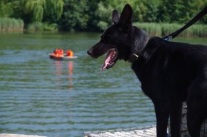 pies i koń służbowy patrzą na zbiornik wodny, w którym odbywają sie ćwiczenia straży pożarnej