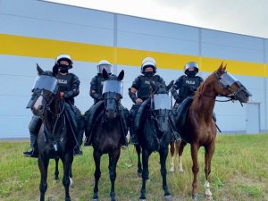 policyjni jeźdźcy na koniach służbowych stoją w szeregu pozują do zdjęcia