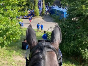 zdjęcie zrobione przez policjanta na koniu - na 1 planie uszy konia, w oddali grupa pseudokibiców