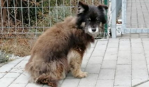 znaleziony przez dzielnicowego pies rasy kundel  średniej wielkości stoi na chodniku i patrzy w stronę fotografującego