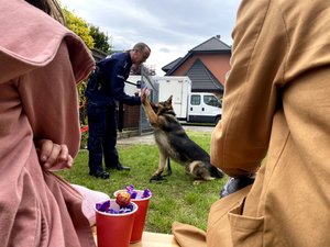 pies służbowy podczas pokazu posłuszeństwa wykonuje polecania policjanta
