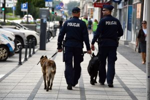 policjanci z psami służbowymi idą alejami miasta