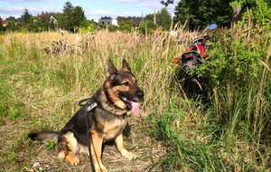 pies służbowy siedzi na polnej drodze, obok w zaroślach stoją odnalezione motocykle