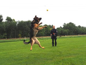 pies skacze do piłki rzuconej w górę